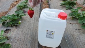 ПЕРЕКИСЬ для МОЩНОГО УРОЖАЯ клубники: Дышалка для корней: как перекись спасает клубнику от гибели.