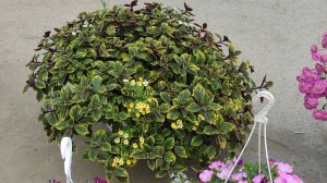 Плектрантус Золото Трои посадка.