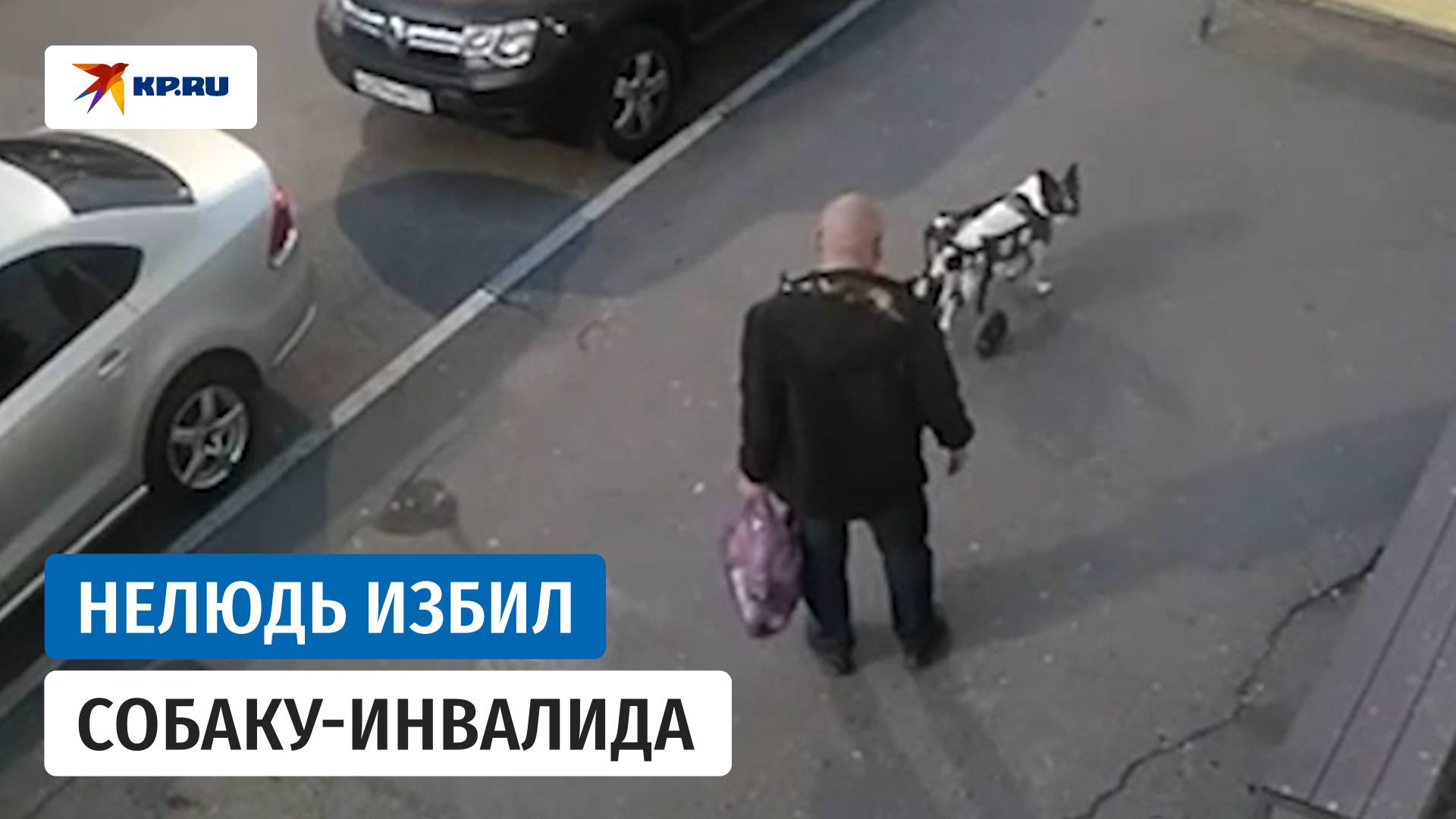 Задержан живодёр, избивший собаку-инвалида смотреть онлайн
