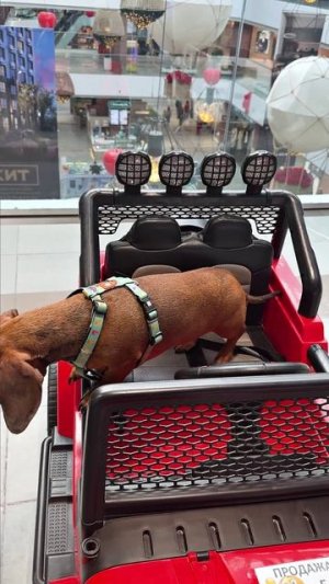 ЭЛИ ПОЕХАЛА НА СКЕЙТЕ