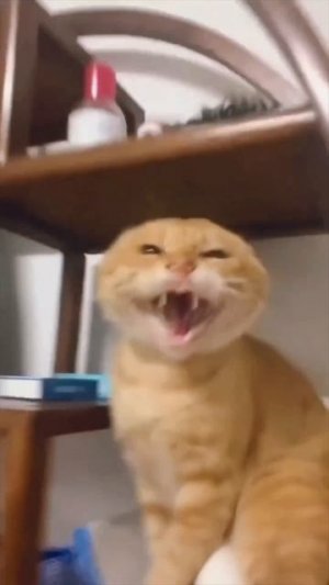 Кунг-фу кот против мусорного бака 😲🐈🤣