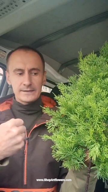 📹ВИДЕО-ОБЗОР 
ветки Туи (кипариса) 
с подробным разбором по применению.
