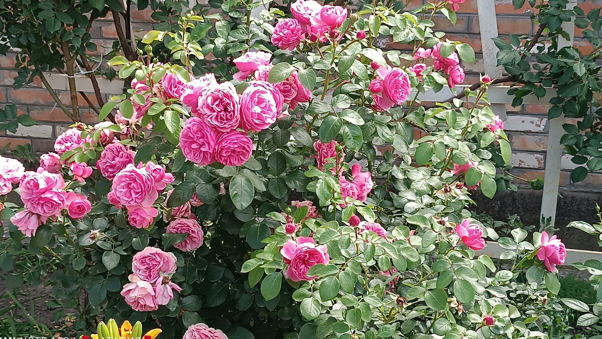 Роза Леонардо Да Винчи (Leonardo da Vinci). Цветение сезон 2025 г.