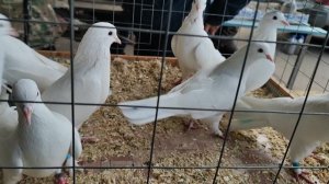 5.10.2025г ст.Бронницы Московская область!!!