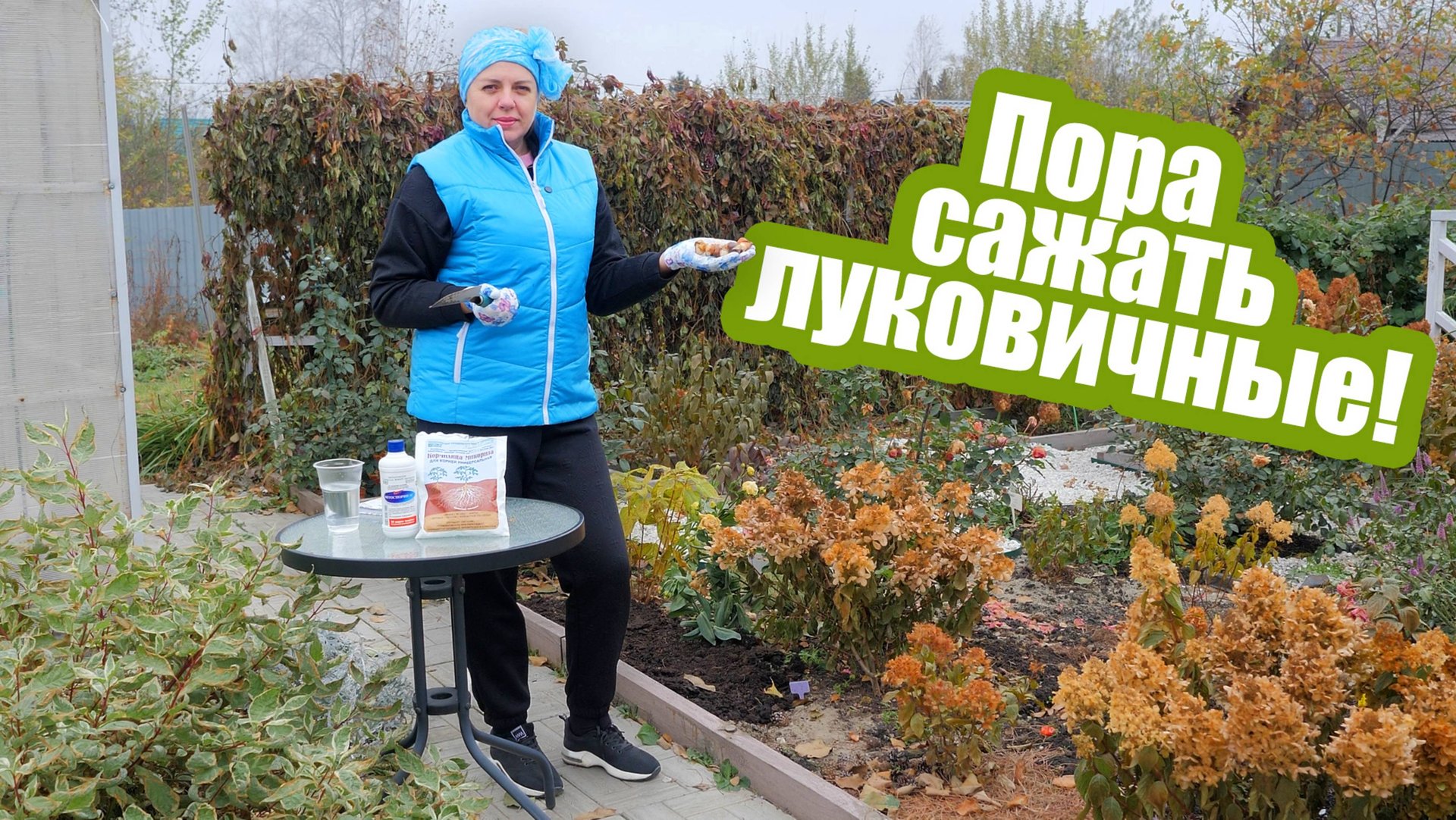 Посадка луковичных: как правильно сажать нарциссы, тюльпаны и лилии?! смотреть онлайн