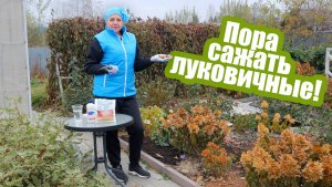 Посадка луковичных: как правильно сажать нарциссы, тюльпаны и лилии?!