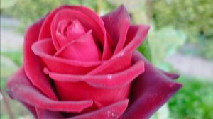 Песня. Бабы. Вариант.