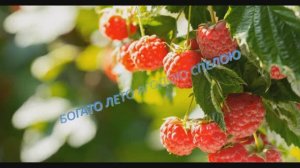 ВНОВЬ КРУЖИТСЯ ЛЕТО (акустика) - Жанна Вишнякова Арс