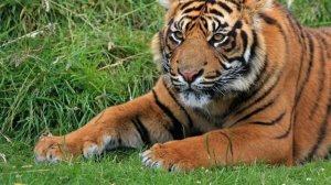 Гороскоп на 2026 год. Год Тигра