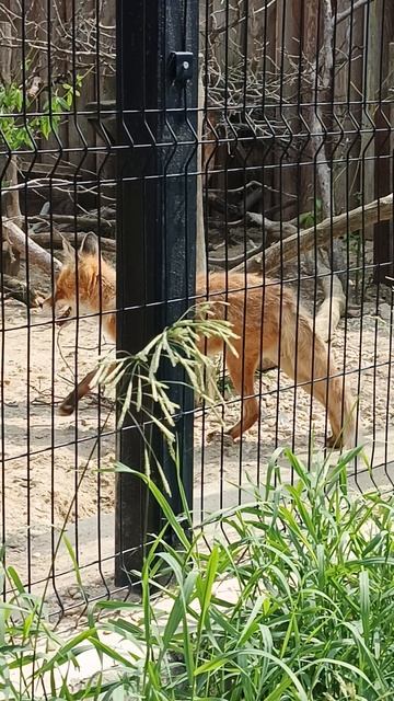 Ожидание вороны