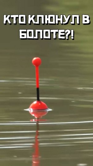СМОТРЕТЬ ДО КОНЦА!!! Кто клюнул в БОЛОТЕ! Рыбалка 2025 #shorts