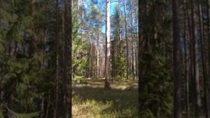 №94 Восстановление и гармонизация потоков стабилизирующих вибрации