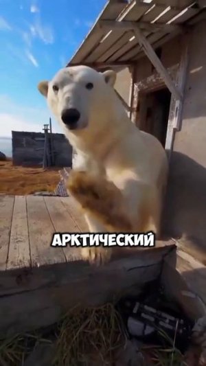 Медведи поселились в заброшенном доме [OGN]