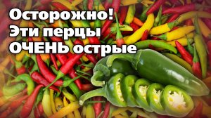Эти острые перцы дадут сногсшибательный урожай. Просто острые и супер-острые