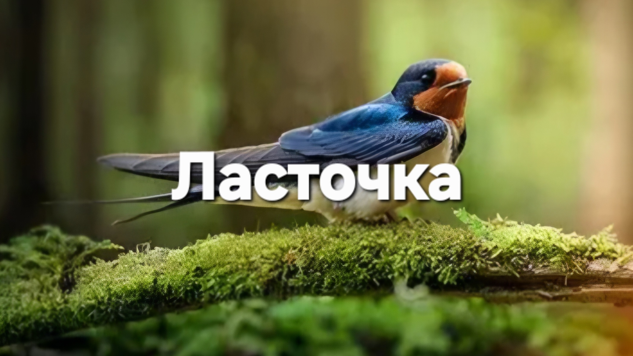 Ласточка, ласточка, ты передай привет