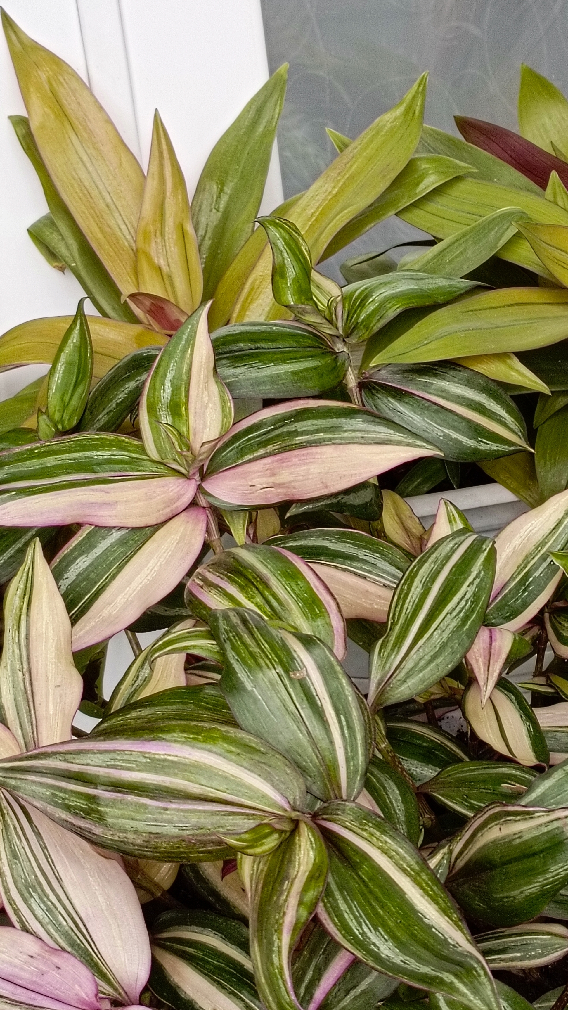 Традесканции на балконе, август 2025 смотреть онлайн