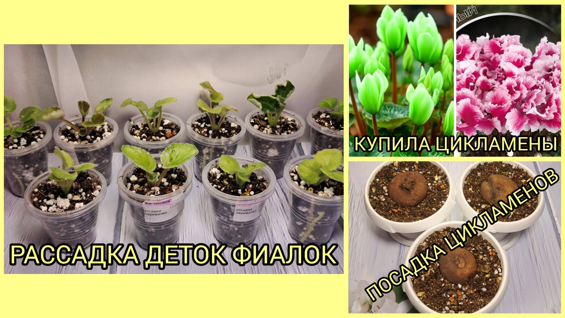 Отсадка и рассадка деток фиалок. Купила цикламены. Посадка цикламенов. смотреть онлайн