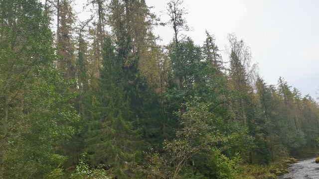 Река Рощинка в Линдуловской роще. смотреть онлайн