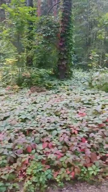 dubna 2025 Лес ростения осень Дубна 1092025 [get-speed.com]