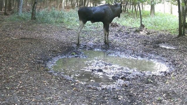 Фото ловушка лось смотреть онлайн