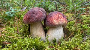 ТАКОГО НЕ МОЖЕТ БЫТЬ! ГРИБНИКИ НЕ ОЖИДАЛИ НАЙТИ СТОЛЬКО БОРОВИКОВ ПОСЛЕ ЗАМОРОЗКА! ГРИБЫ  2025