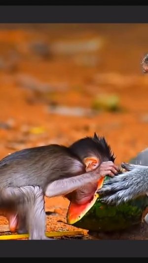 Напористый малый. Ему удалось убедить мамку ...   1000036650.mp4