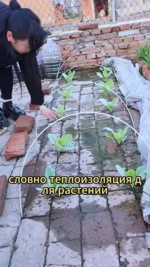 Уникальный огород!