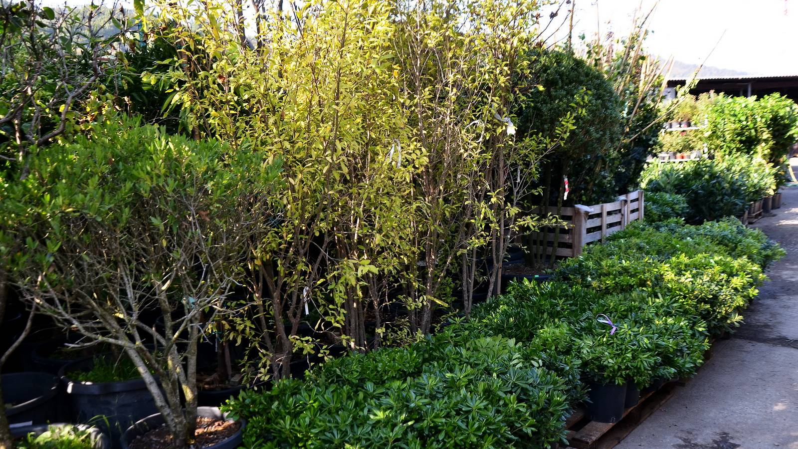 Новинки. Уличные растения из Италии