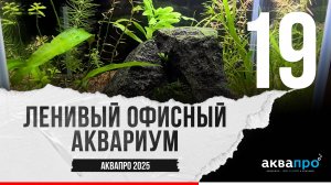 19. Ленивый офисный аквариум. #АкваПро
