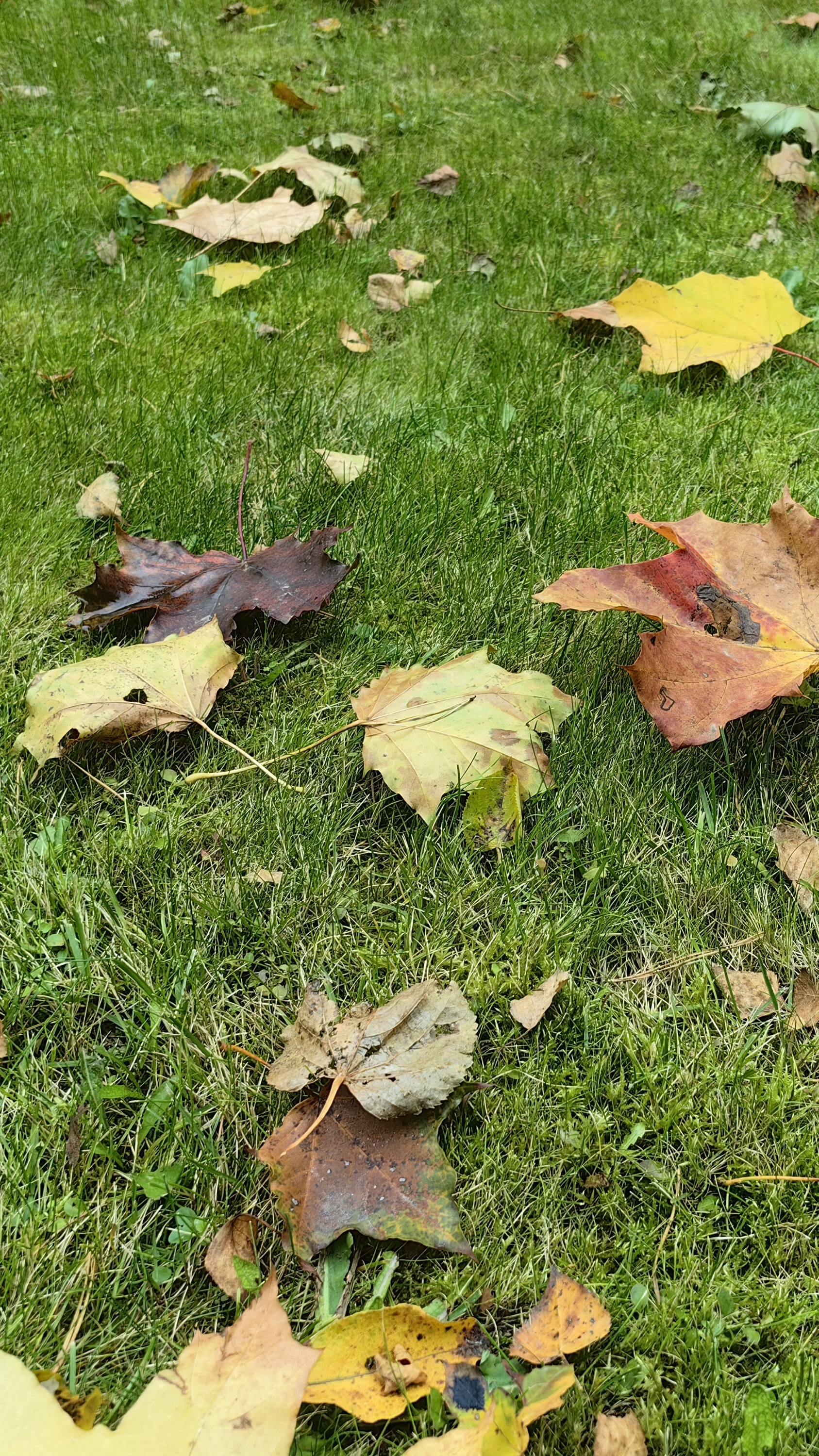 Немного осени. #осень смотреть онлайн