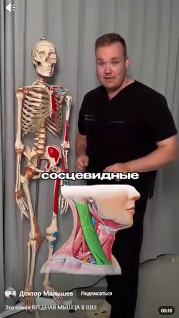 Мышца шеи и давление смотреть онлайн