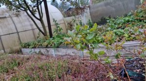 Какие сорта голубики уже заложили плодовые почки.