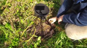 Картофель из ростков (от посадки до урожая)