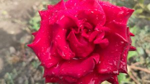 Ура, дождик!!! Перец фаршированный. Жизнь станичная на пенсии.