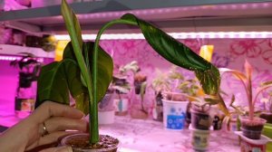 комнатные растения: поливаю растения 🪴🪴🪴🪴🪴🪴🪴🪴🪴