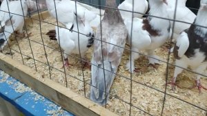 4.10.2025г Москва, Голубиный Рай Садовод!!!