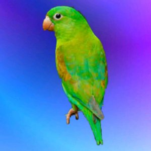 показываю свою птичку.🥰