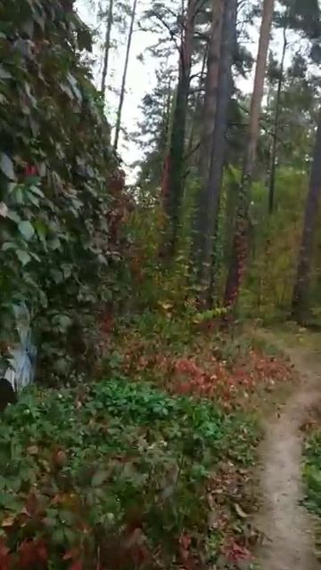 dubna 2025 Лес увядающие листья осень Дубна 20092025 [get-speed.com]