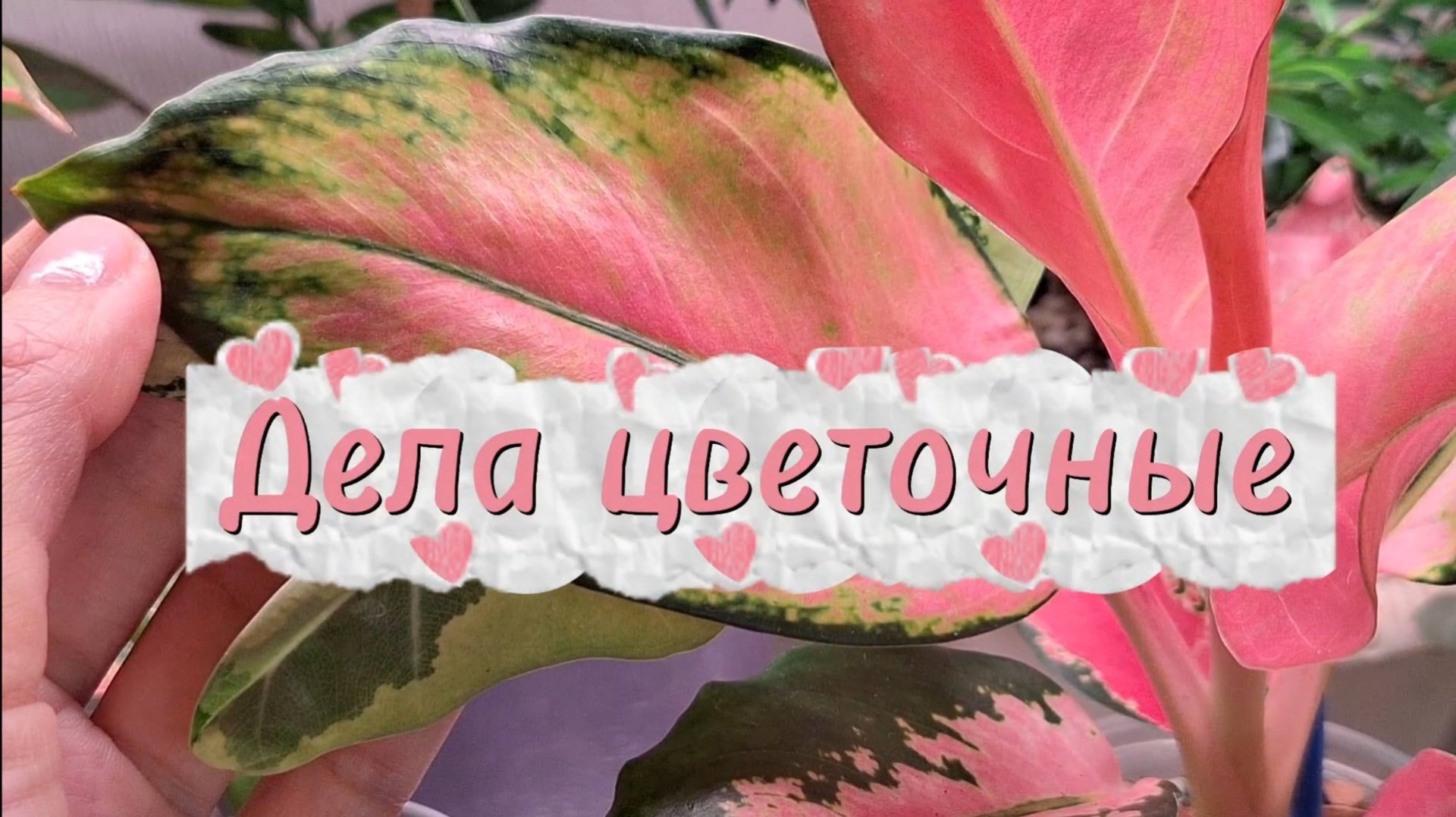Дела цветочные: пересадка папоротника, готовим алоказию к переукоренению, любуемся цветочками смотреть онлайн