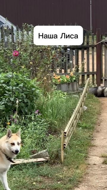 Ли́са и сестричка Юта #хаски #щенок #собака #домашниеживотные #БрюликиЛиска #dog смотреть онлайн