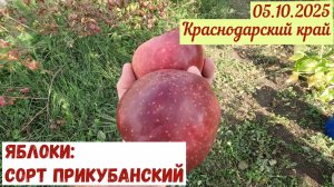 Пробуем наши яблоки: сорт Прикубанский(05.10.2025)