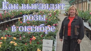 Как выглядит наш садовый центр в октябре 2025?