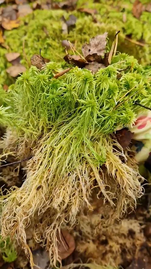 МОХ СФАГНУМ ЗАГОТОВКА ОСЕННИЙ СБОР #Живой_МОХ смотреть онлайн