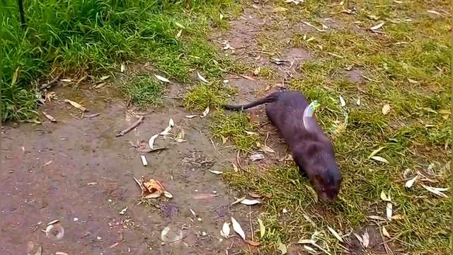 1000000567.mp4 🎥 "Семейка Уралочки: Ложь, бриллианты и альфонс на подхвате" 🤫💎🤵#обзор смотреть онлайн