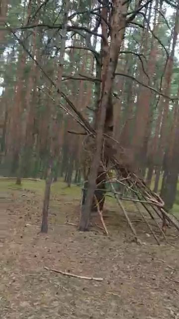 dubna 2025 Лес Сосна Дубна 17092025 [get-speed.com]