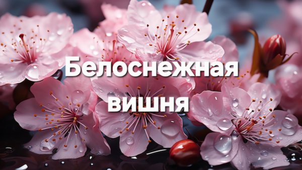 Расцвела под окошком белоснежная вишня