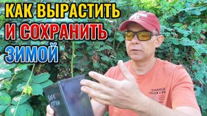Как размножить ЕЖЕВИКУ за месяц и сохранить саженцы зимой. Выращивание саженцев ежевики.