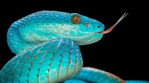 Гороскоп на 2026 год. Год Змеи.