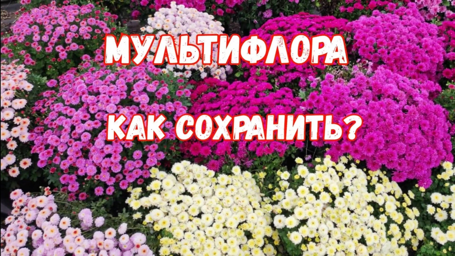Хризантема Мультифлора. 3 способа сохранить на следующий год! смотреть онлайн