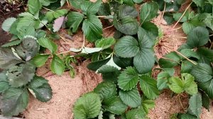 Укрыла клубнику🍓 на зиму где морозы до - 50 гр и выше. Часть 2😊Сибирь . Север.